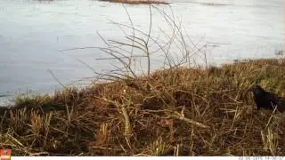 Heron landing