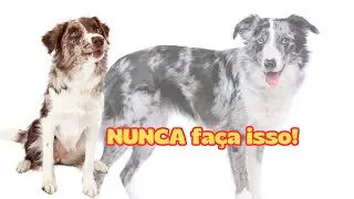 Porque não pode fazer cruzamento de Border Collie merle com merle e qual o problema do duplo merle?