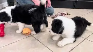 Charlie Brown and Franklin - Standard Sheepadoodle Puppies For Sale - Prairie Hill puppies -