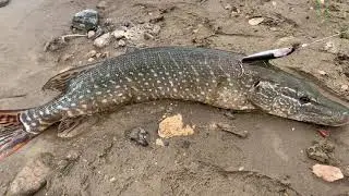 Catching pike at riverhurst