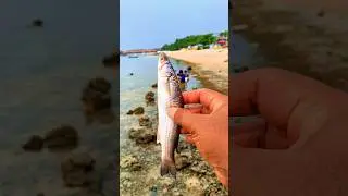 Found dead mulletfish on the beach #shorts #viralvideo #fish #mulletfish