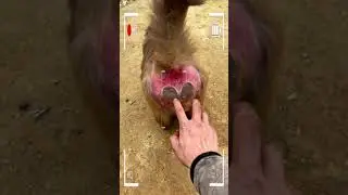 Funny Monkey | Monkey eating | Monkey play | Monkey show | SRKH Monkey