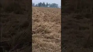 KS happy seeder