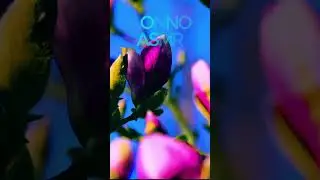 ASMR MAGNOLIA! I WAIT FOR MAGNOLIAS TO BE IN FULL BLOOM! #new #nature #flowers #love #like #fun