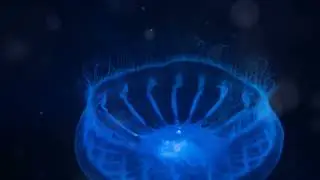 The Glowing Panic of the Atolla Jellyfish!