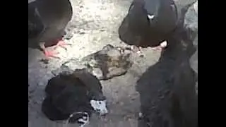 Birds eat plastic on fire Palomas comen pl&aacute;stico quemado