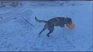 Ice Bucket