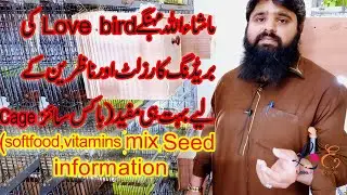 Visit Love Birds Working Pairs Shed in Gujranwala |Complete information for new fancier in one video