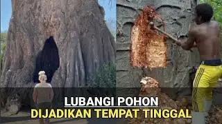 Pohon Baobab Rumah Unik di Tengah Alam