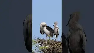 Witness the beauty of Asian Openbill chicks! #birds