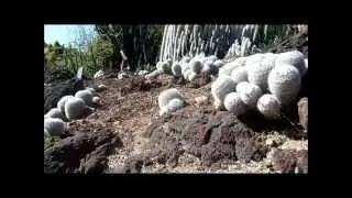 Huntington Desert Garden