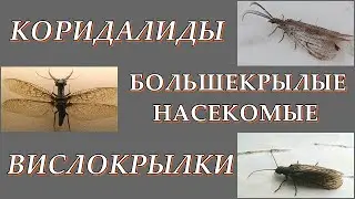 БОЛЬШЕКРЫЛЫЕ - Коридалиды и вислокрылки