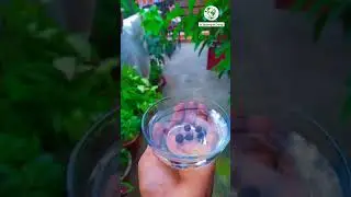 how to grow lotus from seeds//कमल के बीज को कैसे उगाए#lotus seeds# So Please subscribe my channel