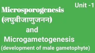 Microsporogenesis and microgametogenesis bsc 4th semester (2nd year) botany in Hindi