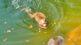 Lovely lily swimming in pool she very happy