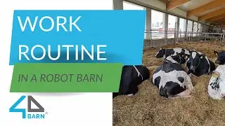 EN | Work routine in a robot barn