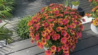 Osteospremum Purple Sun - Summer bedding favourite with inspiring colours -UK garden container plant