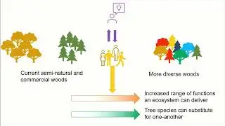 DiversiTree
