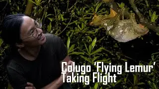 Sunda Colugo / Flying Lemur (Galeopterus variegatus) Taking Flight / Animal Observations