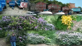 #doğanyurt ta #ilkbahar 🌸 🌺🌼🏡🏠Spring in Doğanyurt