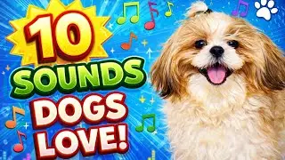 10 Sounds Dogs Love To Hear The Most || #sound #doglove #shihtzu #dogshorts #dog #pets #music #yt 