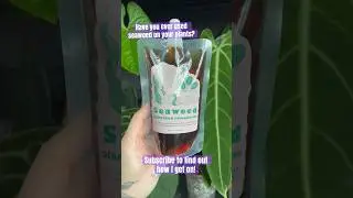 I&rsquo;m so sooo intrigued to see how I get on using seaweed as a foliar feed on my plants 👀🪴 #plant