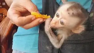 Monkey Mary always follows Momy 