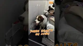 Un San Bernardo en la cabina del avi&oacute;n ?