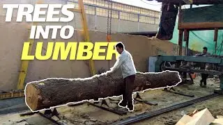 Process of Turning Giant Wood Into Lumber | Amazing Wood Cutting Process