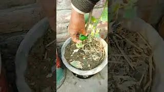 Cucumber vine plants vass Roof Gardening/ kheeray ki bail gamly me Roof Gardening/ Cucumber 🥒