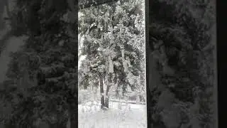Backyard Tree Falls and Crashes Into Window During Blizzard - 1028931