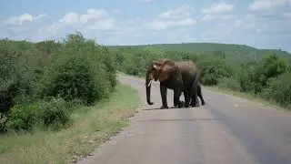 Kruger National Park December 2021