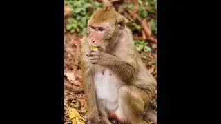 cute monkey northing to do and eating alone