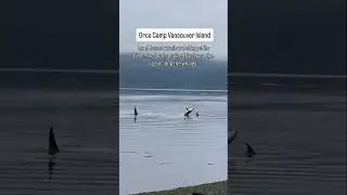 Woke up this AM to the sound and sight of this 🙌 #orcas #OrcaCamp #greywolfexpeditions