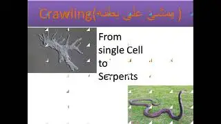 Classification of animals in Quran (Is Evolution 0-2-4?)