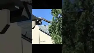 Giant Python Crawls Off the Roof...