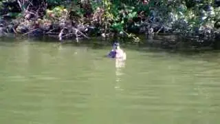 Ducks (UK Water Birds)