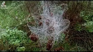 Spiderweb nature autumn green Steel Soul