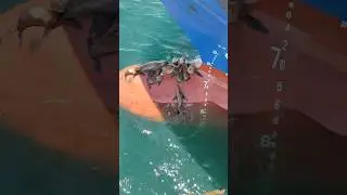 Why Seals Love Ship Rudders | Ocean Secrets Revealed #brightjourney1