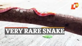 Watch: Very Rare Trinket Snake Found In Thane, Maharashtra | OTV News