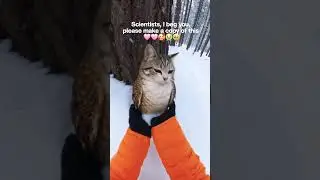 pls copy meowll🩷🥹😭🥰 #meowl #fypシ