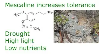Mescaline as a Growth Regulator in Stressful Conditions