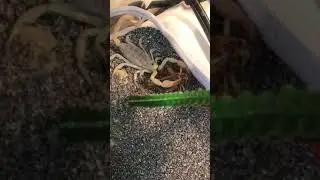 dune scorpion