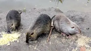 These nutria are so comfortable around humans#animals