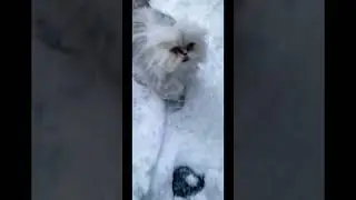 PLAY AND ice cream #story #lovecats #cats #youtube #viral #shortvideo #shorts #snowfall #snowfall #
