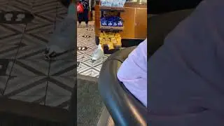 Irish thief caught red handed