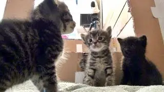 What's News With Kami & Her Kittens