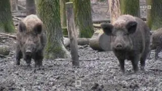 Neues Gesetz f&uuml;r J&auml;ger ORF BURGENLAND HEUTE