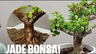 Jade Bonsai (Portulacaria Afra)