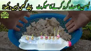 Fast Garlic Growth Pehly Tori Aisy Prepare Kare 👇
